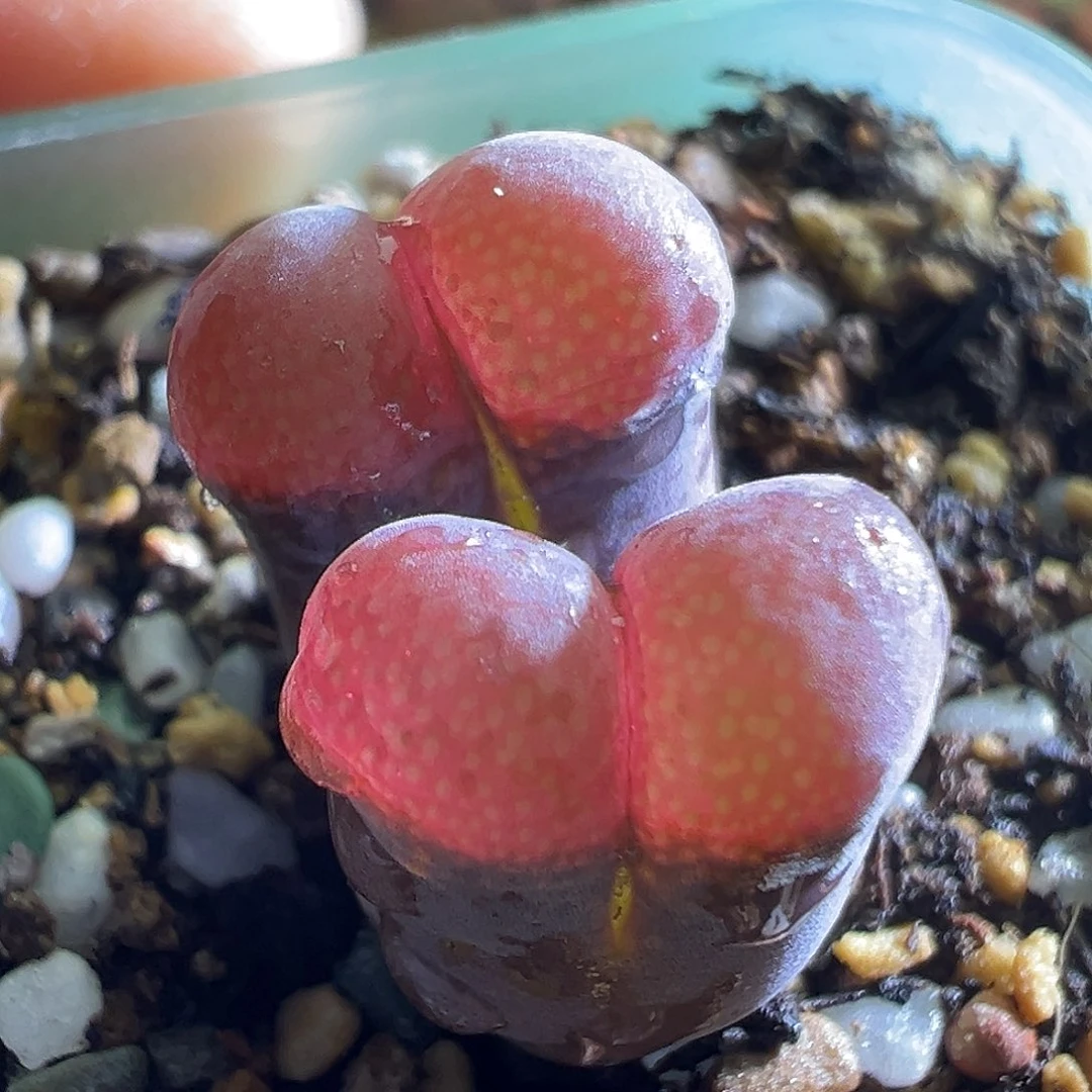 362#。鲑鱼粉1089