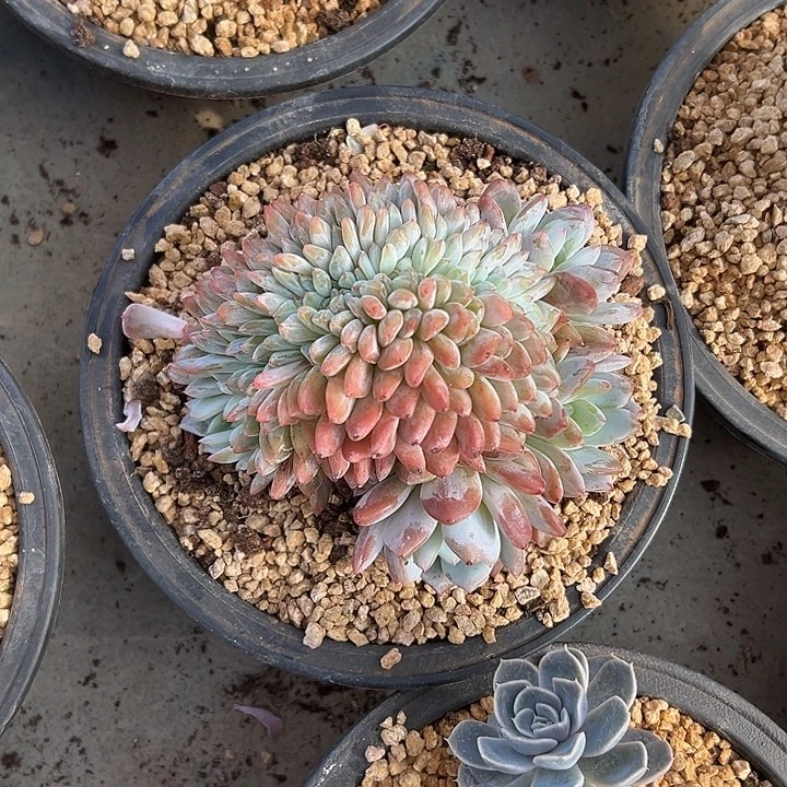 叶插梦露群生缀化多肉