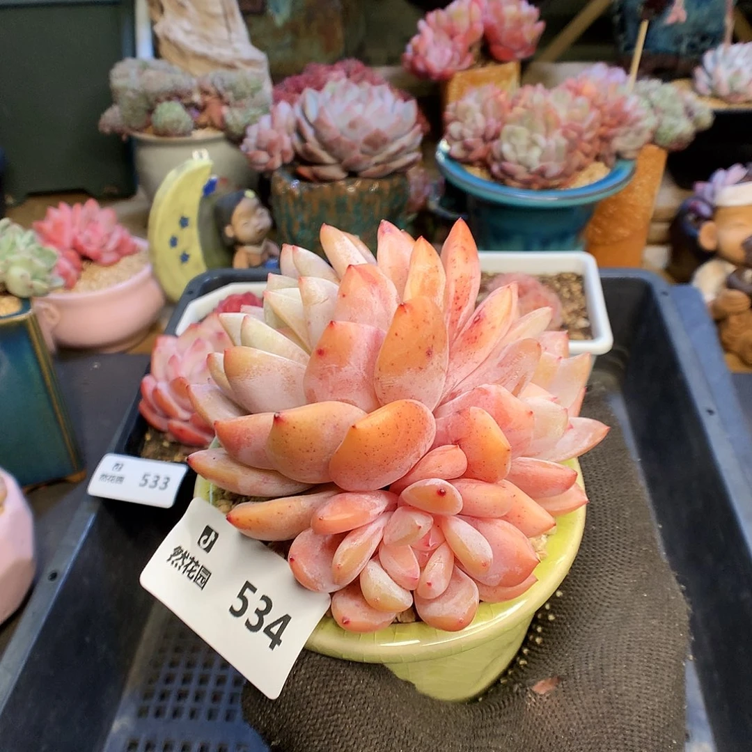 534雪天使多肉植物3333