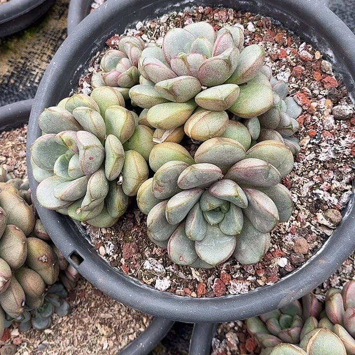 微***笑葡萄群生，一物一拍