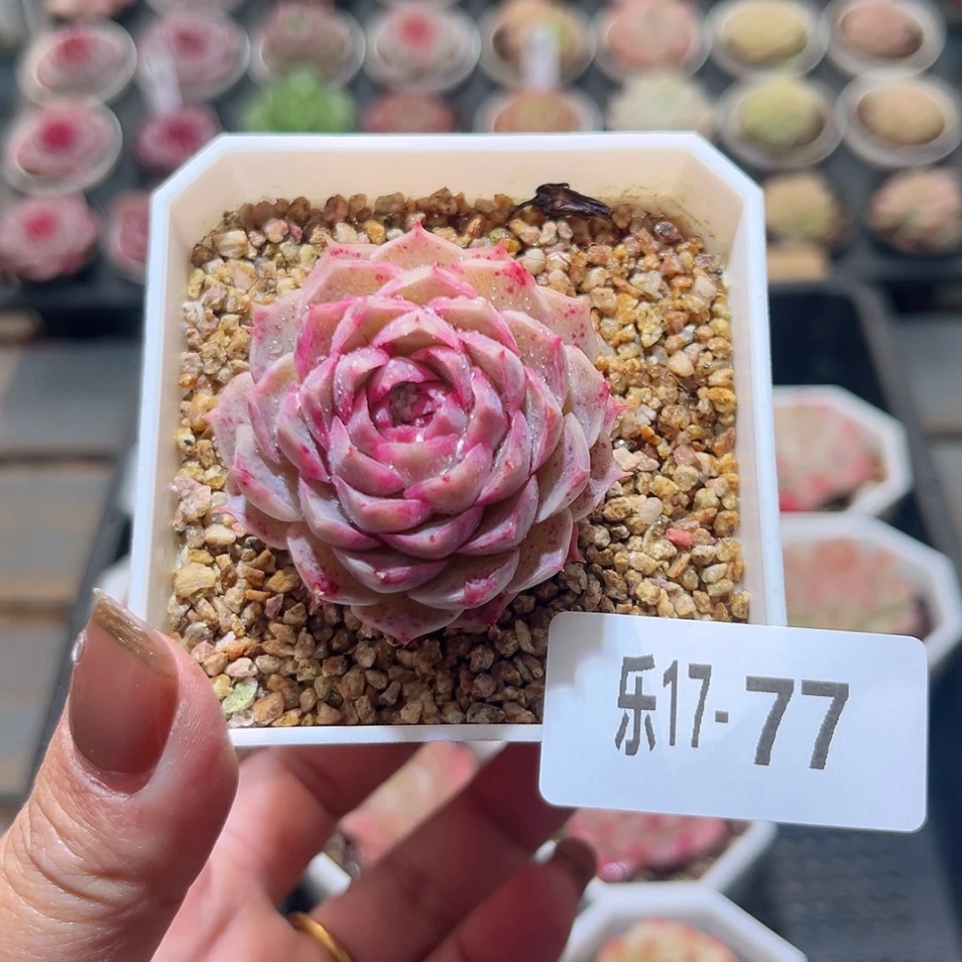 乐17-77 海琳娜单头