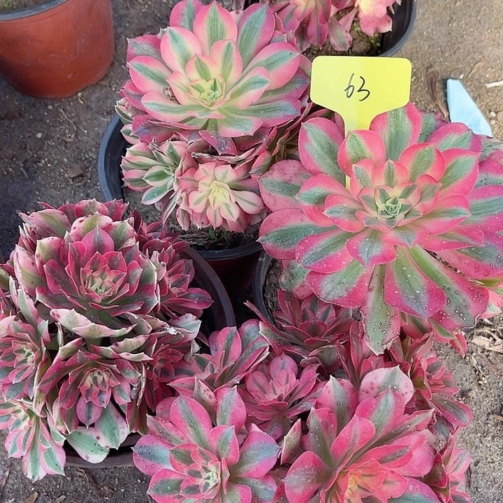 63四颗粉女巫法师