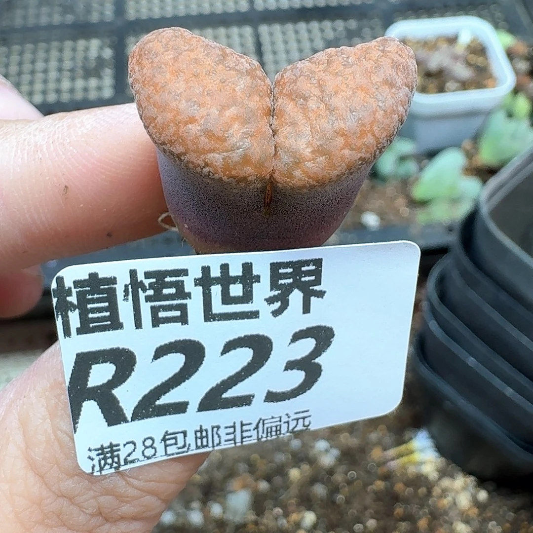 多肉植物的润泽地f