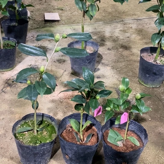 当前无花栽培后可以开花