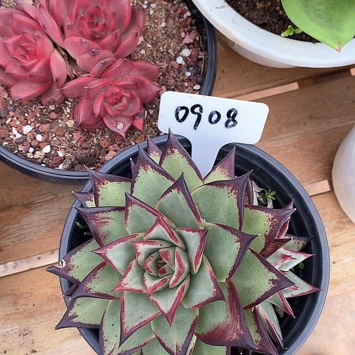 908直播福利14乌木