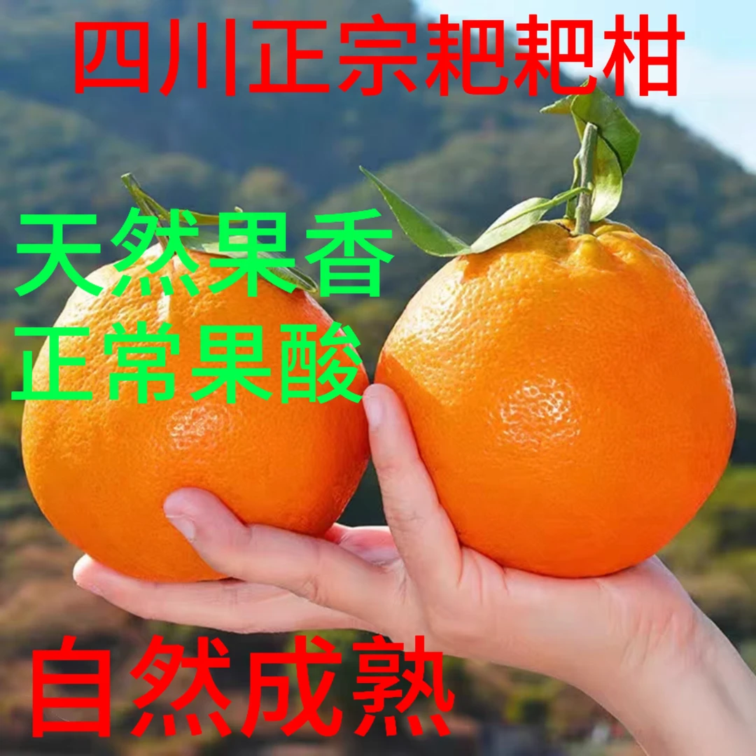 粑粑柑新鲜水果柑橘四川春见耙耙柑微酸自然成熟新鲜采摘9斤净重