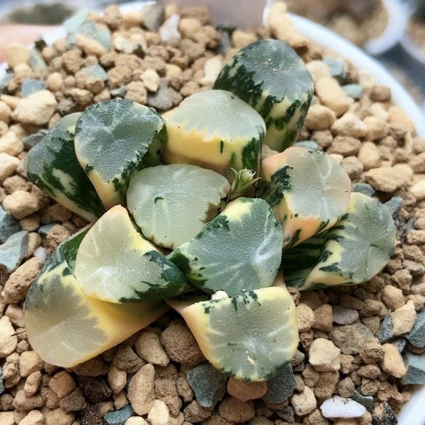 【闪购商品】灬***子霸王锦54
