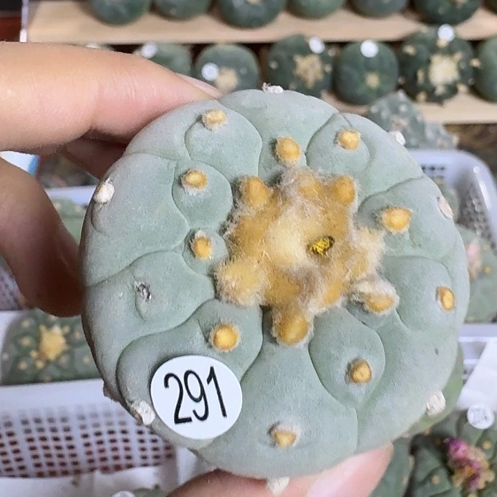 实生超美的白园艺观赏植物