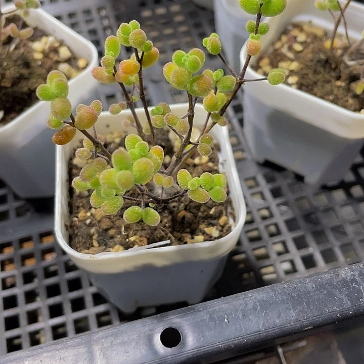 十生糖球带盆土发