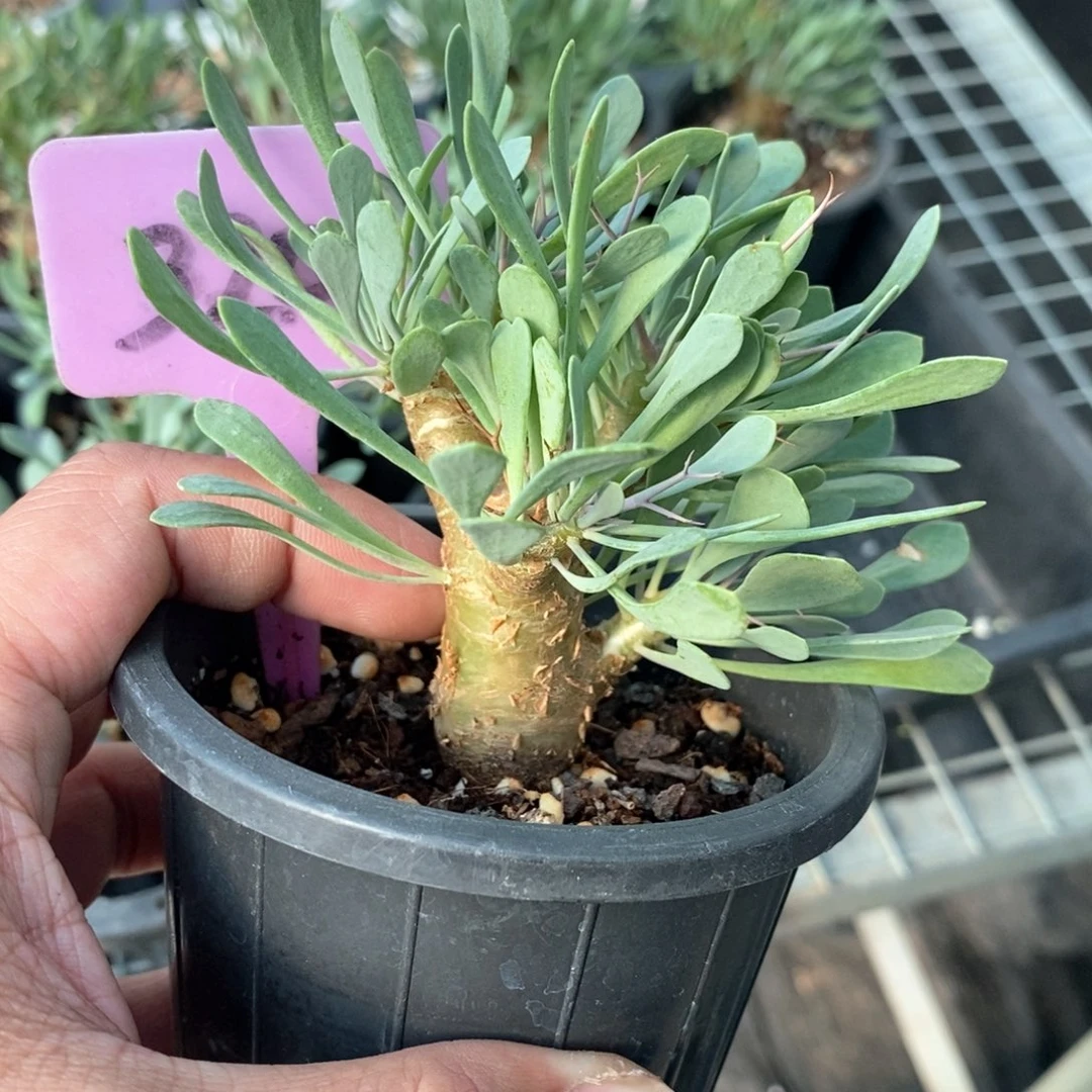 黑鬼殿后墩菊多肉植物一个