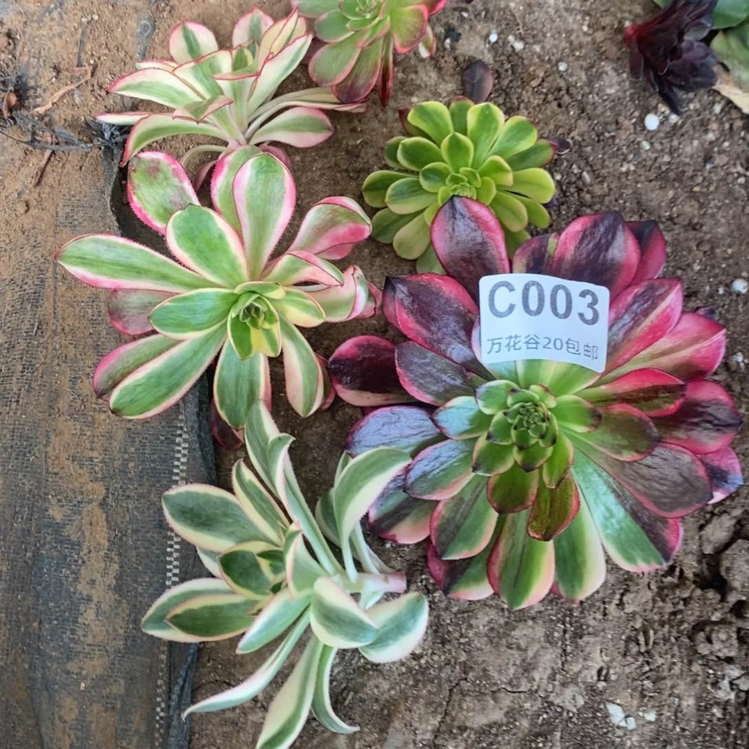 003c六个头多肉植物