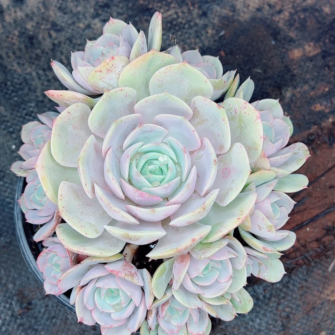 蓝色苍露，一物一拍