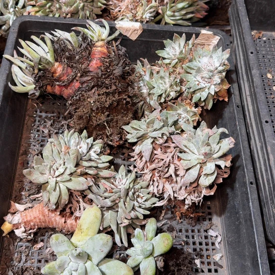 8299瑕疵框拍多肉