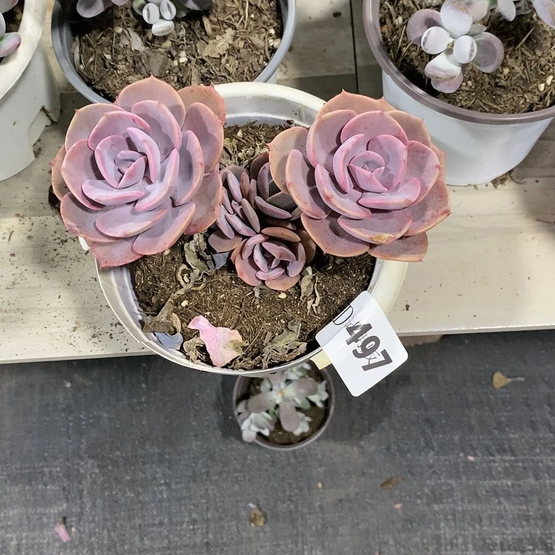 S****姥497尘埃玫瑰多肉植物