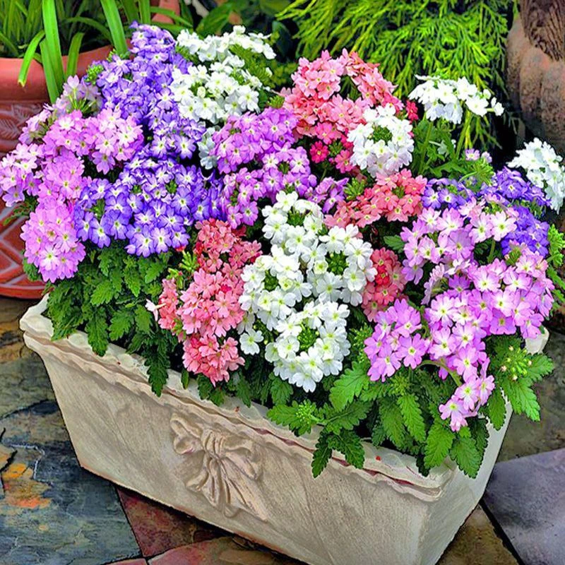 细叶美女樱种子懒人美人樱樱花花种籽子室内阳台庭院盆栽花草种子