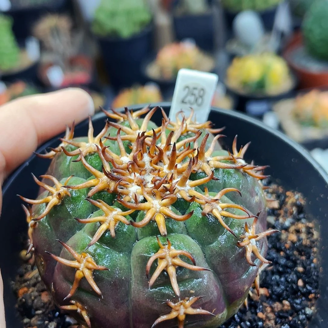 人**察非偏远地区满25包邮仙人球