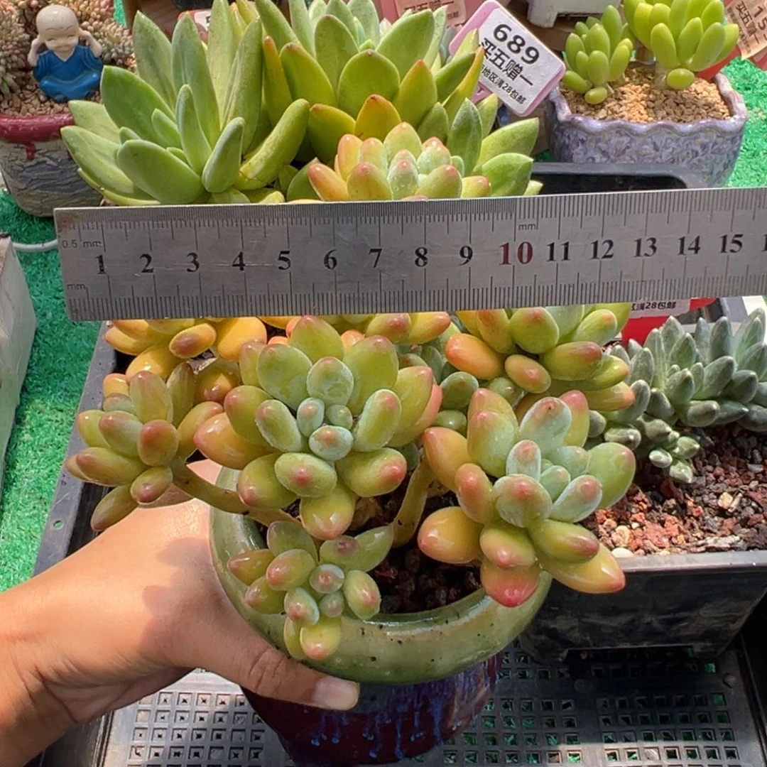 表妹精品多肉植物690.
