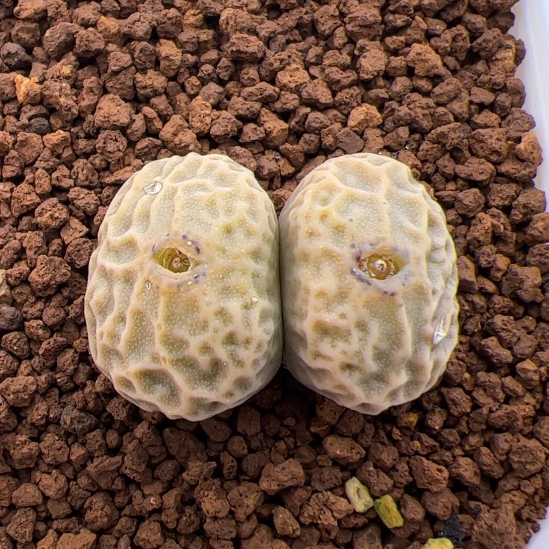 0304号超烧DT7778 多肉植物