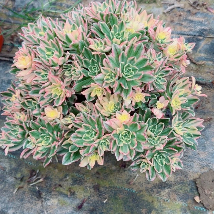 996甜茶多肉多肉