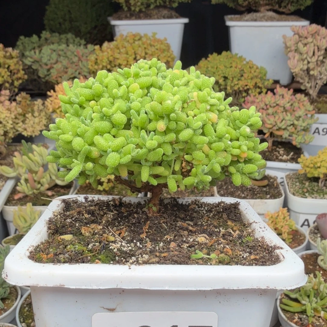 A017蜜橘糖球枝干