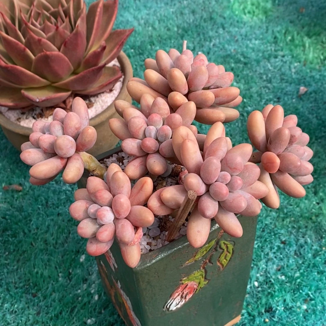 汤圆多肉植物盆栽