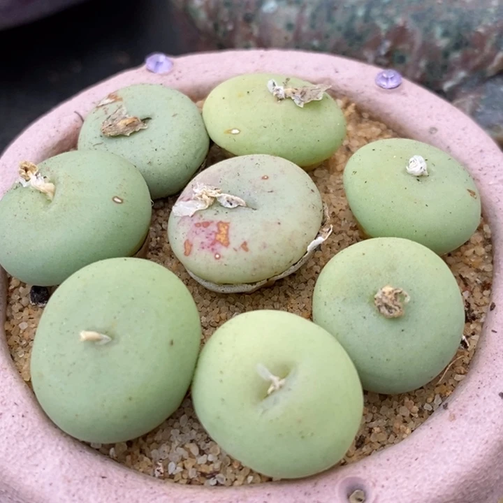 大型紫花饼一颗一颗