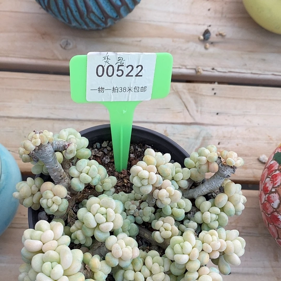 00522啊木架姐姐咯图