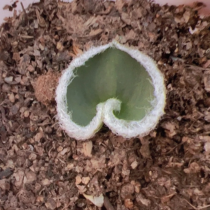 毛爱心雾冰玉带盆