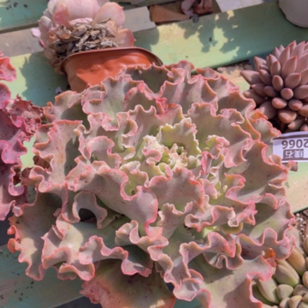 【闪购商品】高砂2066