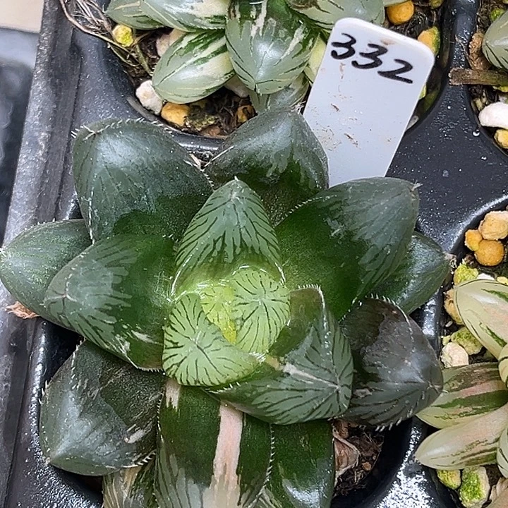 332魔王玉露锦脱土发货