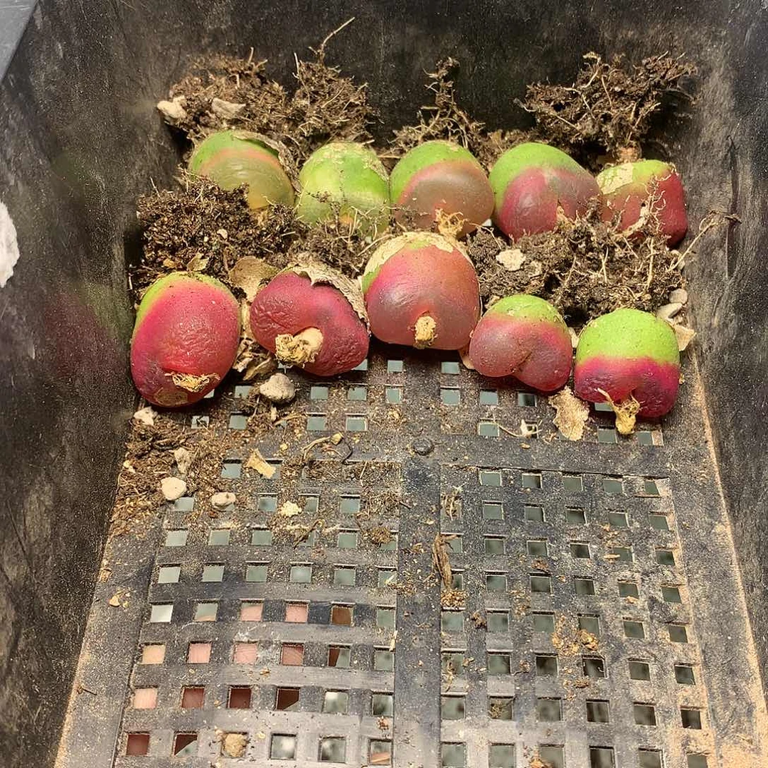 W146多肉植物保护研究所