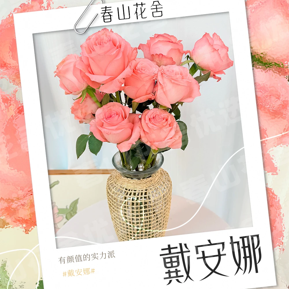 特价 抢【戴安娜玫瑰】粉红鲜花丨赠营养液云南基地直发（拍两单发：顺丰+醒花片+透明花瓶）<次日达>
