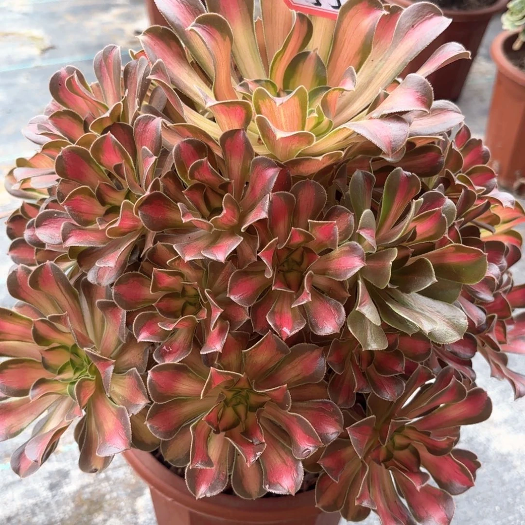 全部花朵红*55皇后多肉植物