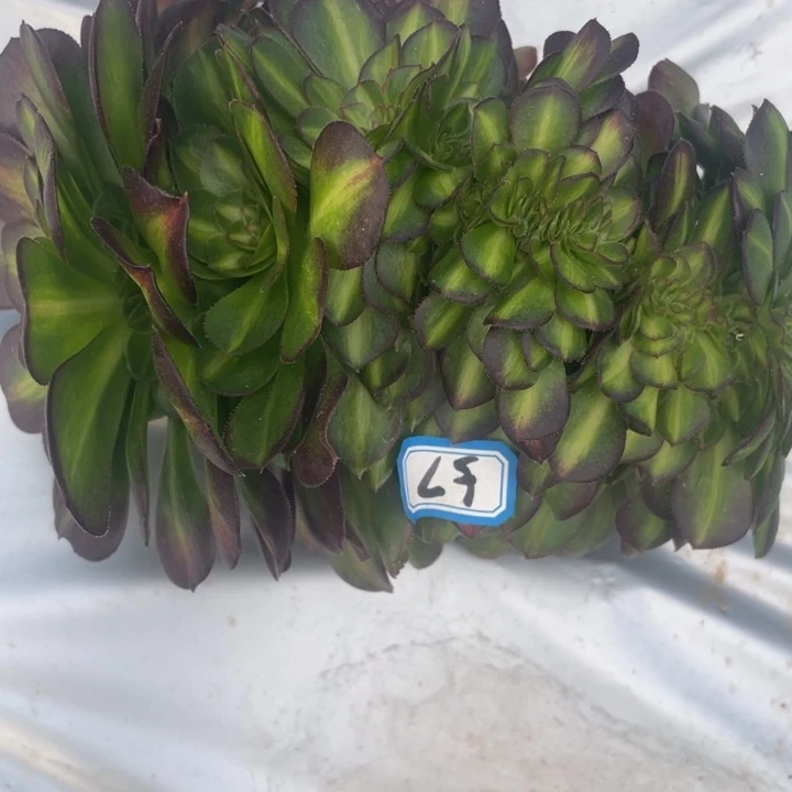 57抹茶朵朵缀化法师