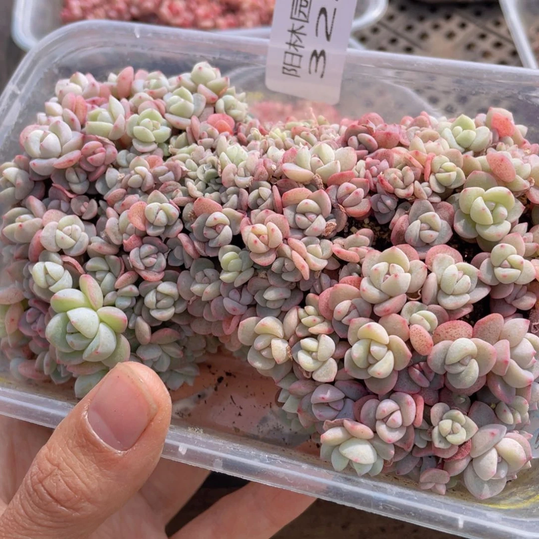 大*鹿多肉植物多肉植物322