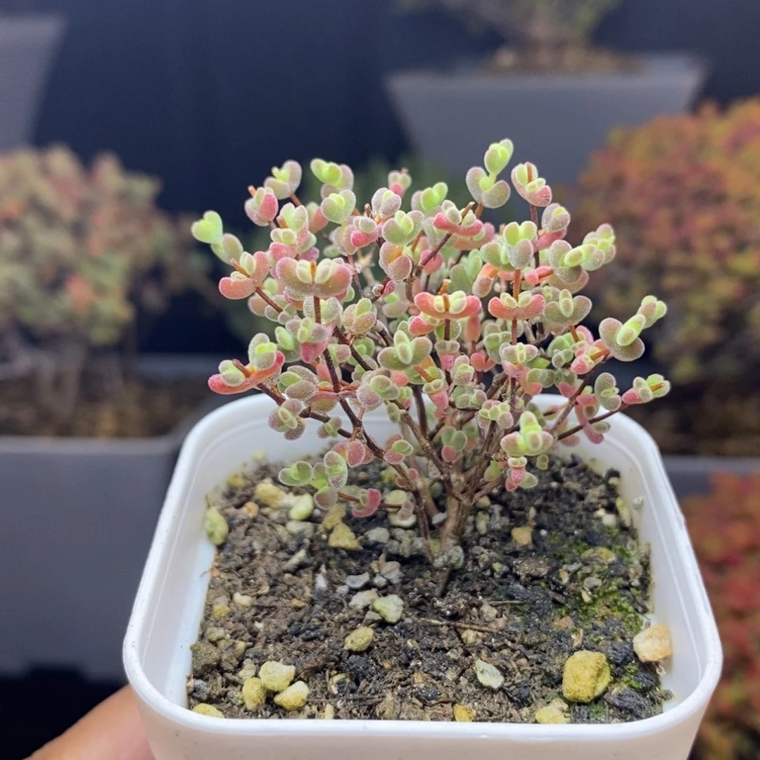 无花朵69号实生精控