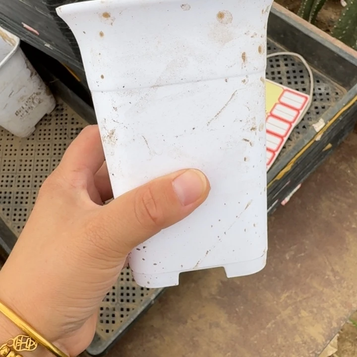 小白万象盆口径10公分左右5个，20包邮无托