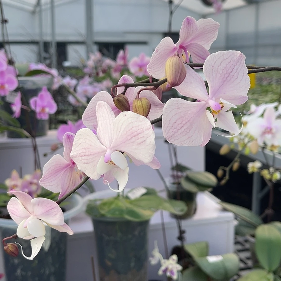 大量花朵（建议范围：8朵-15朵 或40%以上）编号1057M608交桑德