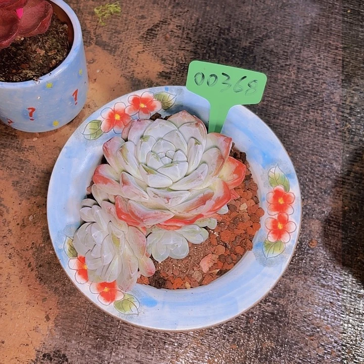 ？*冰玉一物一拍00368
