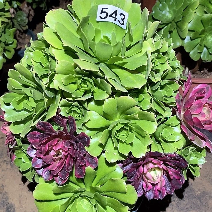 梦***?多肉植物法师543绿杨蓉