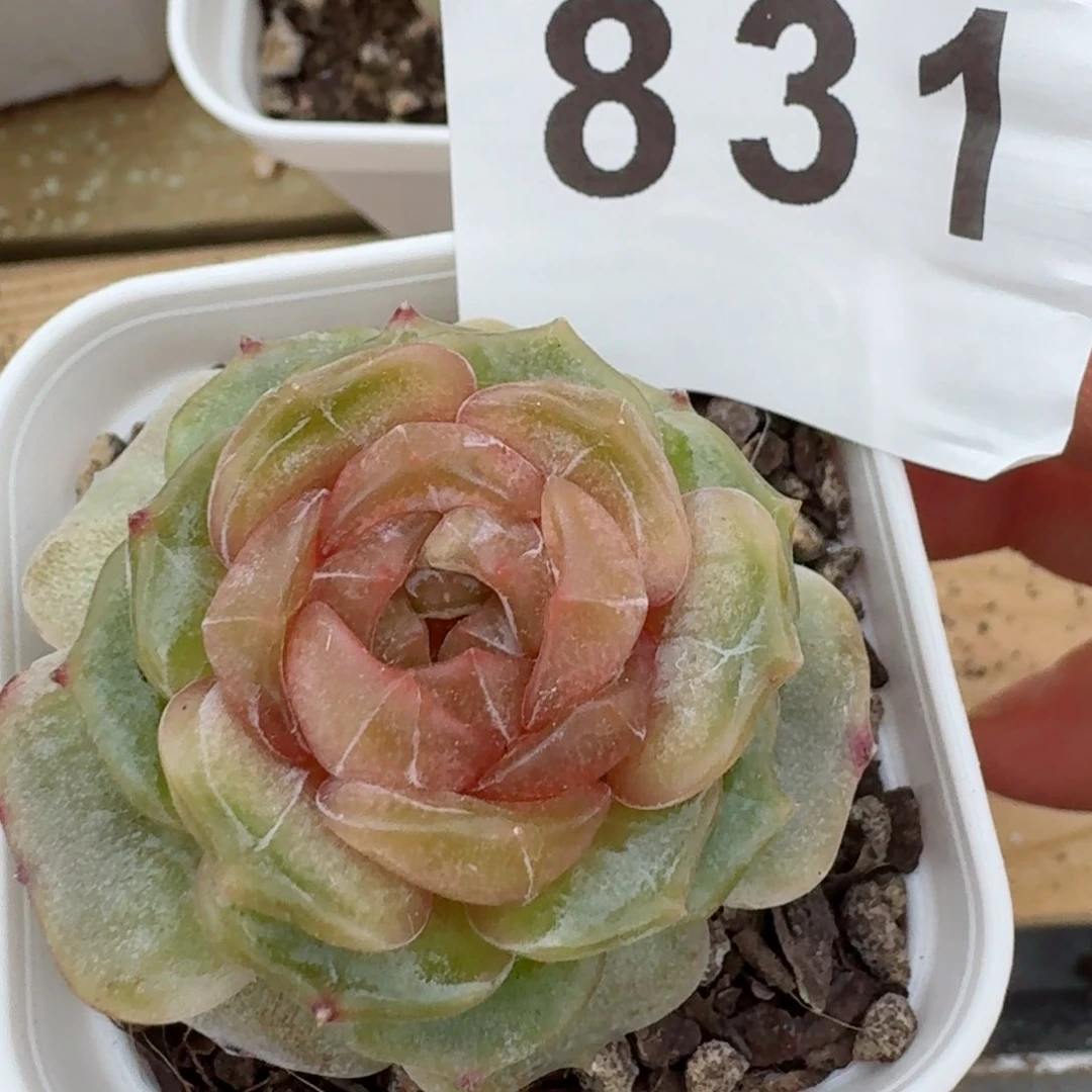 石化彩恋         精品多肉