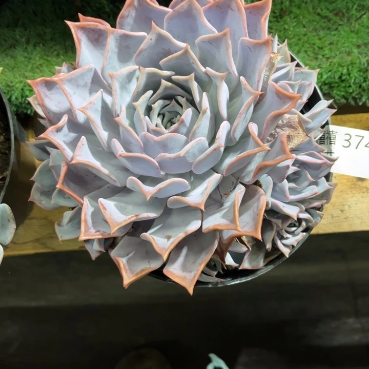 小*374露西娜多肉植物