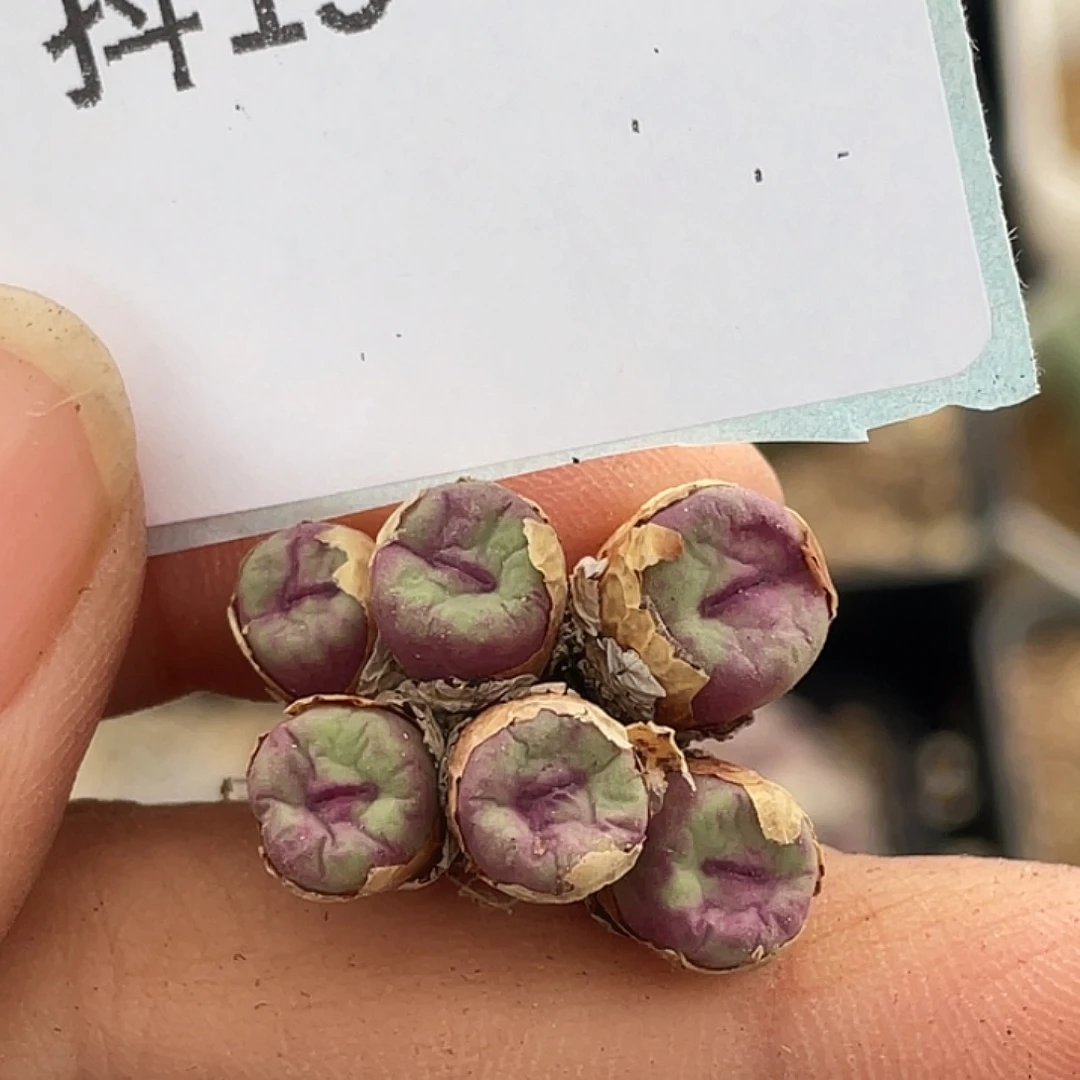 19-23嘴多肉植物肉锥