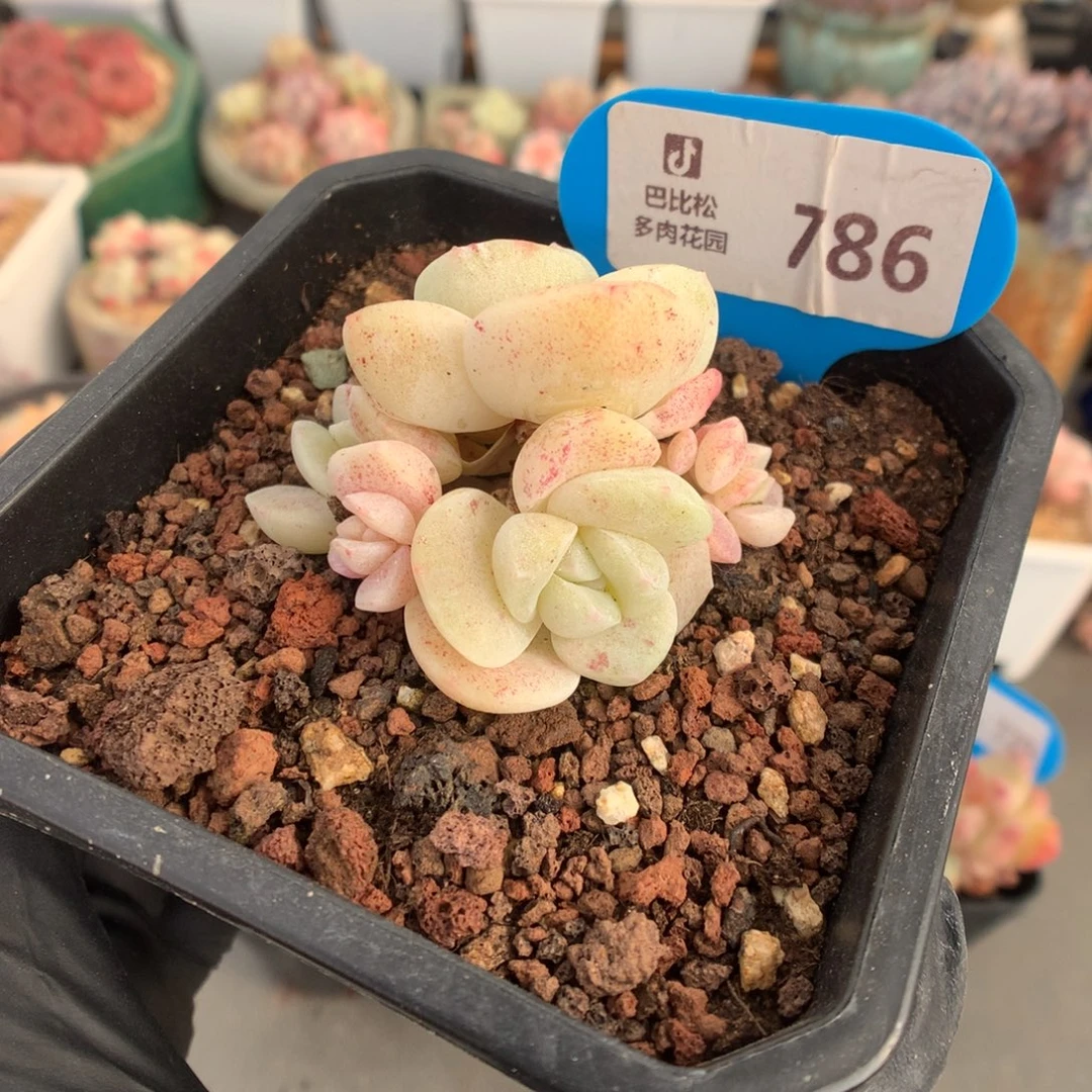 786 冰玉石化多肉