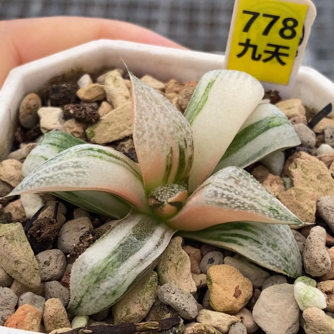 778号特选青蟹锦多肉植物