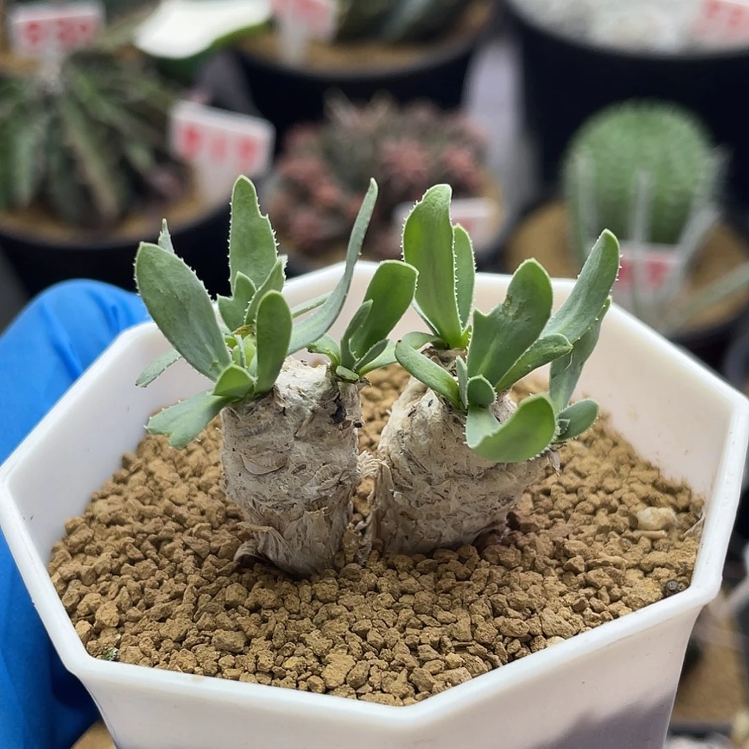 实生双头雪顶刨花厚敦菊