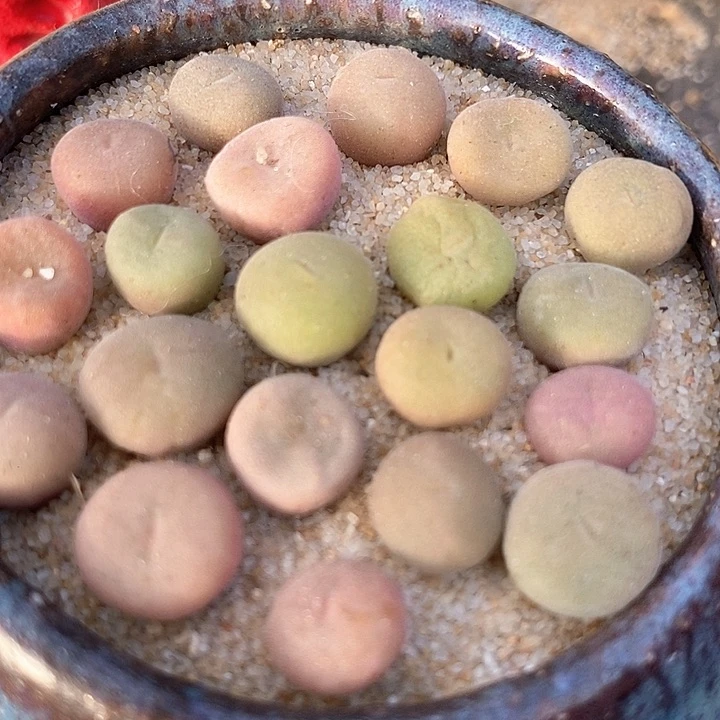 18599小空卡佛一颗