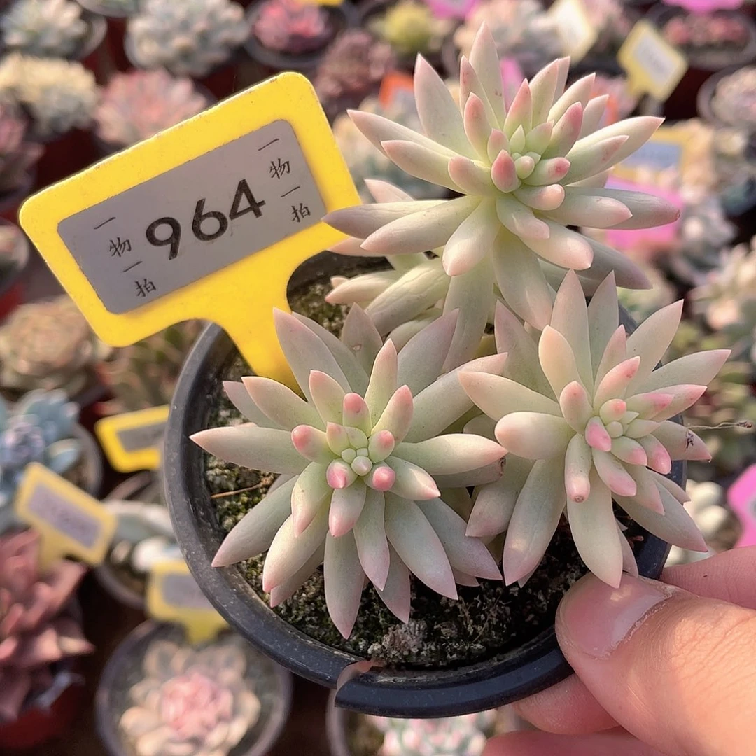 胡***～964号多肉植物盆栽