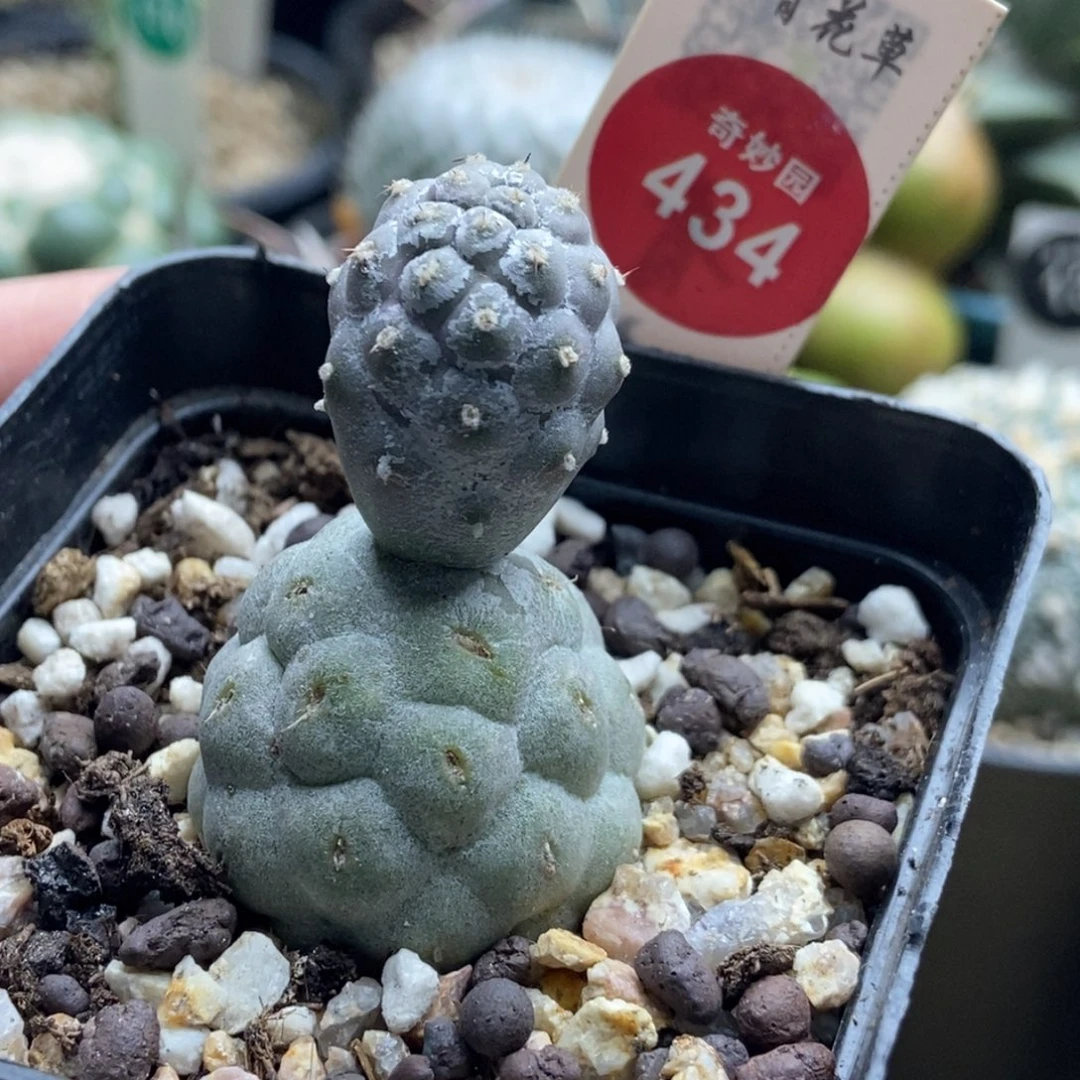 自根双头习志野一棵