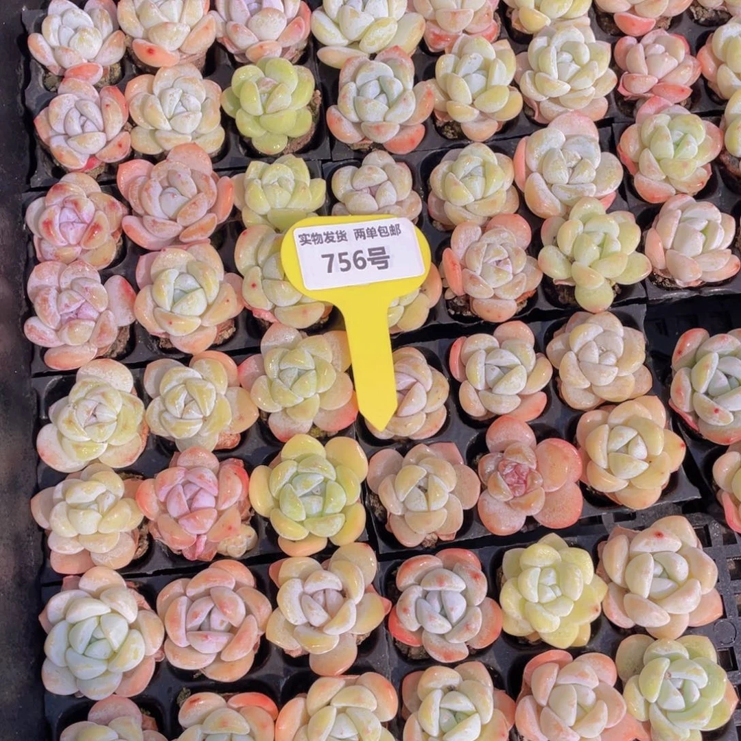 756号奶油小白兔组合6个